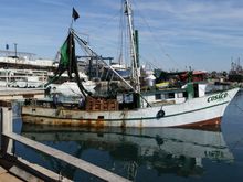nothing like eating shrimp cocktails as they come off the boat
