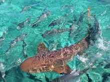 Yes folks thats a Shark! (A nurse shark)