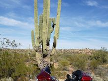 Near Saguaro Lake