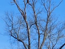 Two bald eagles sitting near an abandoned nest. I hope they take up residency. 