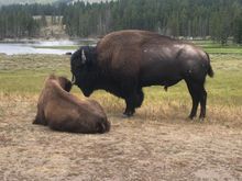 Yellowstone.  Saw more bison than I care to talk about. They were in rut, and would stand on the road in the hundreds blocking traffic for hours. Had one walk right up th the front of my bike head on, before he turned away. That was quite exhilering