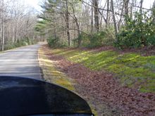 used to be 50 or so Pink Lady Slippers here.
Someone came at nite and dug all of them.....