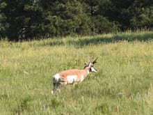 Pronghorn Custer State Park