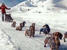 The Iditarod Race is almost over. Last team is within sight of the finish line.