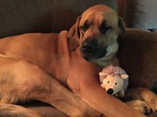 Miss Casey with her pet.