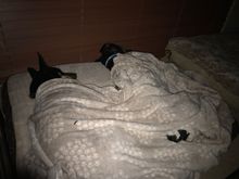 Doing what they do best 