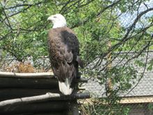 cleveland zoo
