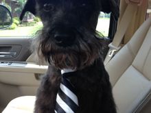 Ringo-German Schnauzer