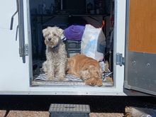 Dougie and Lucy 