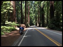 Redwoods on the PCH…