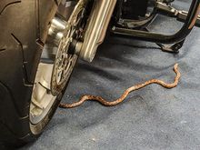 Night Time Indoor Guard