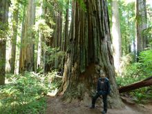 Redwoods near Crescent City.