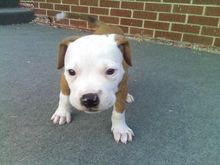 Trying to be a hard-ass at 8 weeks old! HAHA!