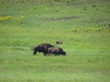 Buffalo "roaming" inside of Yellowstone.......
