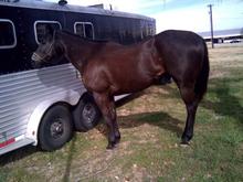 Coal the wife's new Horse...I wanted to name him Shaq