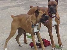 Harley (left) &amp; Zeus