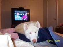 my dog