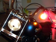 2010 Black Ice Denim Street Bob