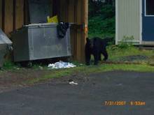 Black bear making sure area ok after opening the second dumpster