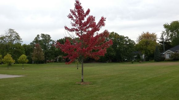 
A tree in the park in full fall color across the street from our house.