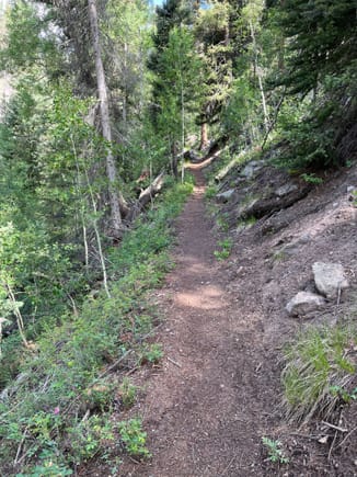 Stayed on the trail for 40 min till we got close to the stream