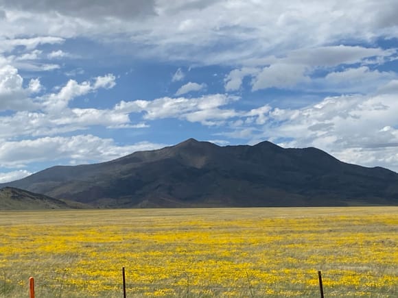 Alpine meadow with sangre de cristo range in the background.