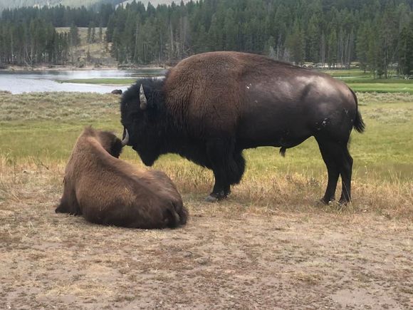 Yellowstone.  Saw more bison than I care to talk about. They were in rut, and would stand on the road in the hundreds blocking traffic for hours. Had one walk right up th the front of my bike head on, before he turned away. That was quite exhilering