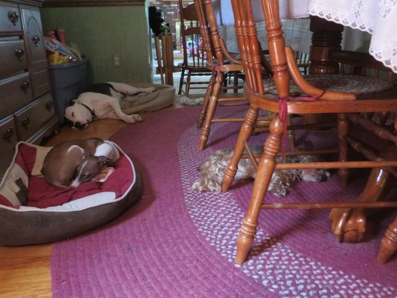 Restin' up after the chase.....