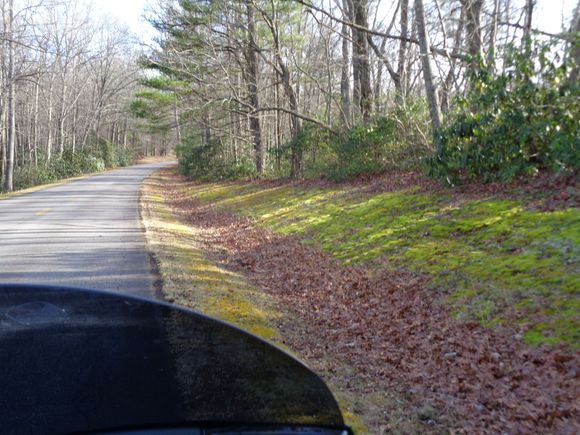 used to be 50 or so Pink Lady Slippers here.
Someone came at nite and dug all of them.....