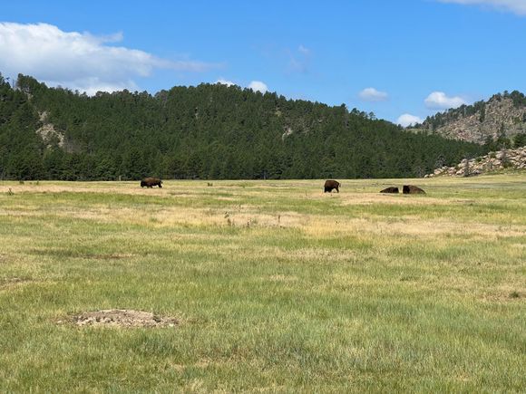 Bison in Custer State Park