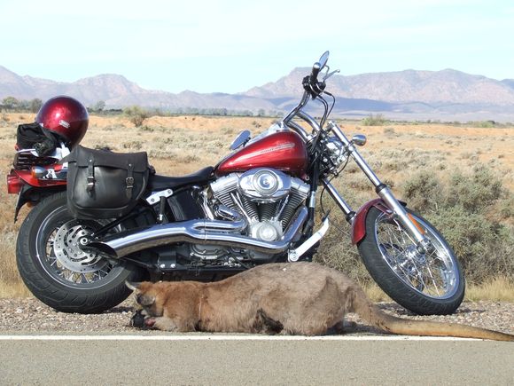 Flinders Ranges, South Australia.Big roadkill Kangaroo.