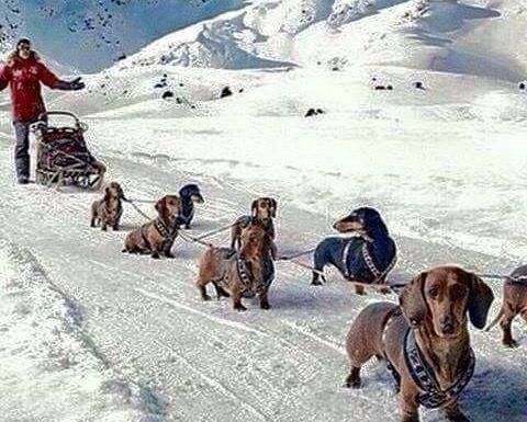 The Iditarod Race is almost over. Last team is within sight of the finish line.
