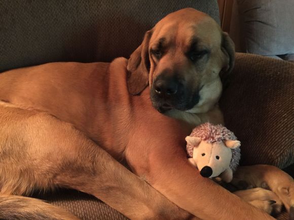 Miss Casey with her pet.