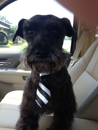 Ringo-German Schnauzer