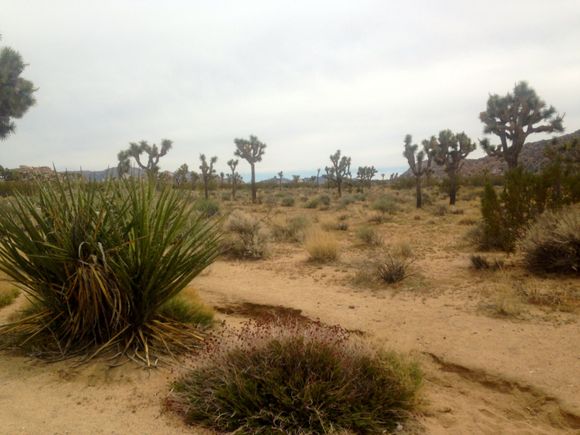 Joshua Tree Area--have to excuse my photos-they are all from my phone-wife used camera and has many more pics and better quality but not downloaded yet