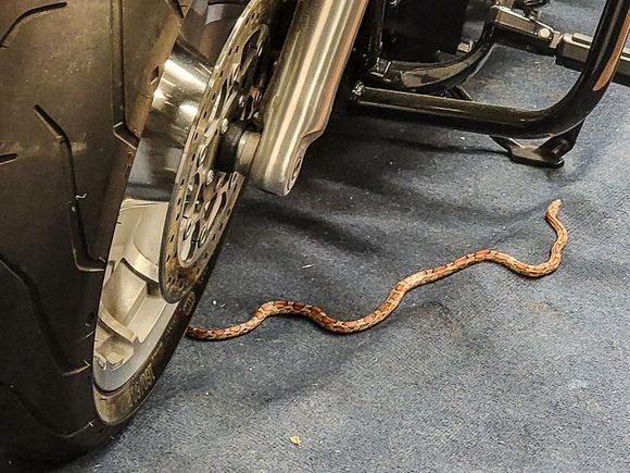 Night Time Indoor Guard