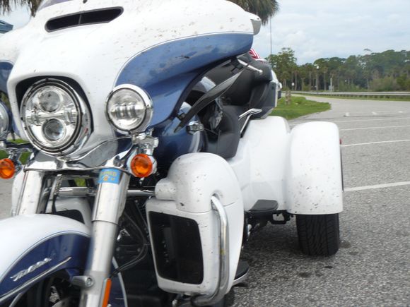 Lovebug season in South GA