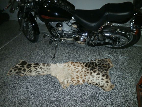 Giraffe hide 