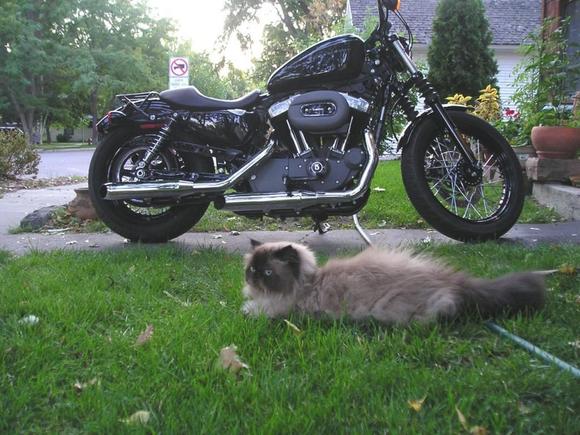 2009 Nightster