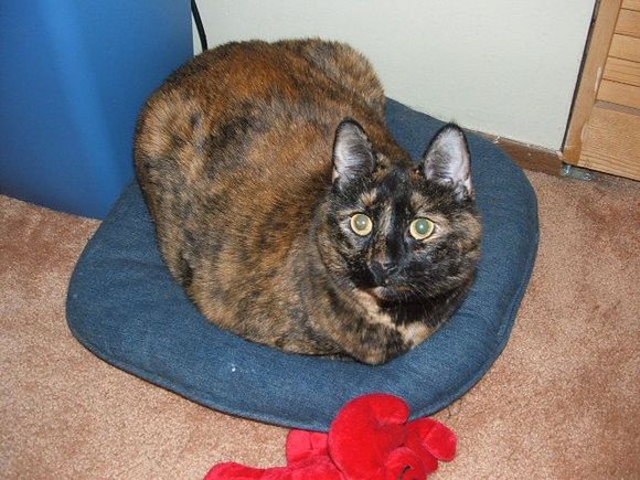Steeda, my buddy.