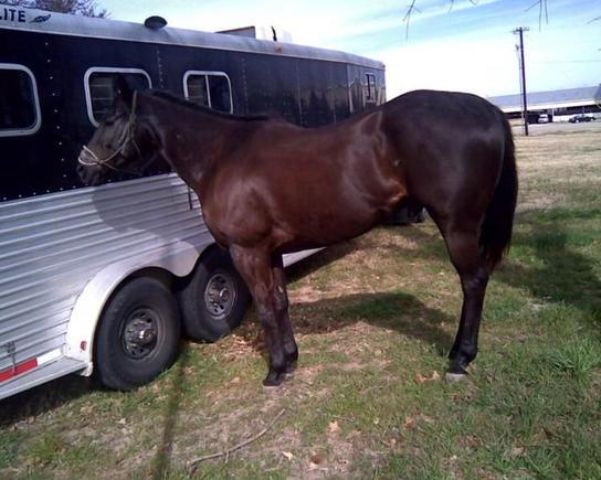 Coal the wife's new Horse...I wanted to name him Shaq