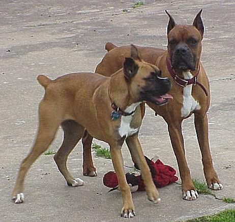 Harley (left) &amp; Zeus