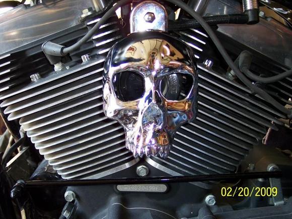 skull horn cover 2