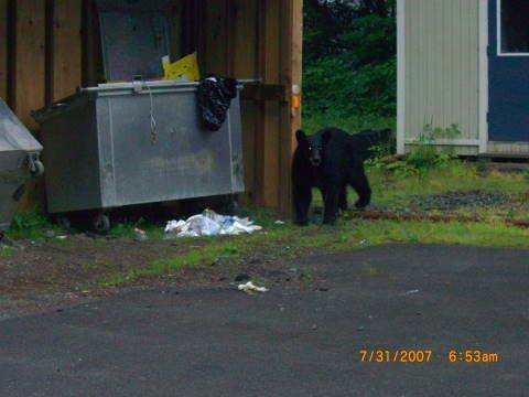 Black bear making sure area ok after opening the second dumpster