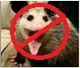 baby possum