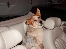 Shelter dog wrapped in leather