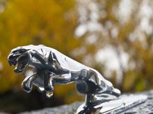 Fall Leaper