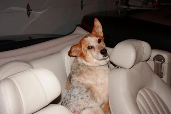 Shelter dog wrapped in leather