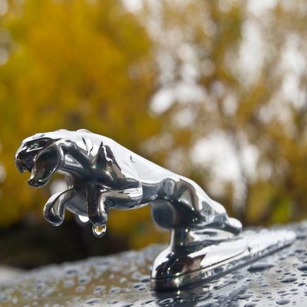 Fall Leaper