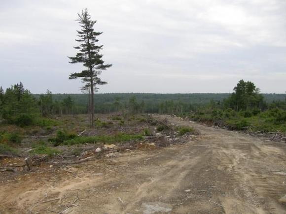 Logging trails